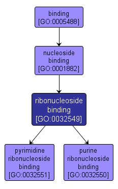 GO:0032549 - ribonucleoside binding (interactive image map)