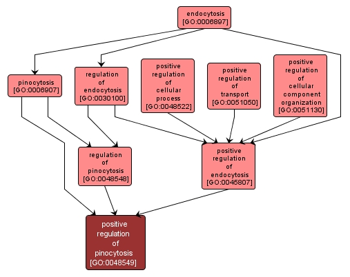 GO:0048549 - positive regulation of pinocytosis (interactive image map)