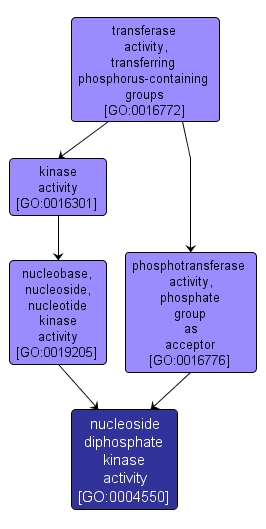 GO:0004550 - nucleoside diphosphate kinase activity (interactive image map)