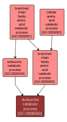 GO:0006550 - isoleucine catabolic process (interactive image map)