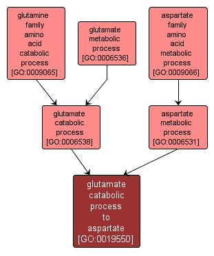 GO:0019550 - glutamate catabolic process to aspartate (interactive image map)