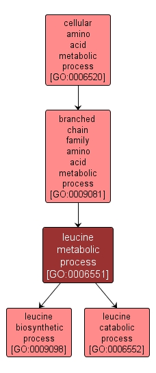 GO:0006551 - leucine metabolic process (interactive image map)
