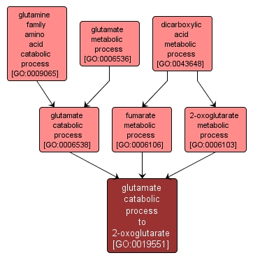 GO:0019551 - glutamate catabolic process to 2-oxoglutarate (interactive image map)