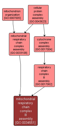 GO:0034551 - mitochondrial respiratory chain complex III assembly (interactive image map)