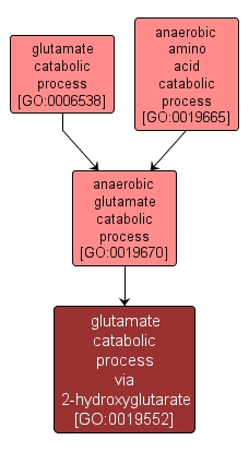 GO:0019552 - glutamate catabolic process via 2-hydroxyglutarate (interactive image map)