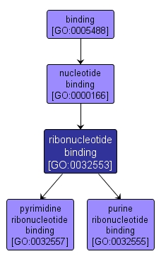GO:0032553 - ribonucleotide binding (interactive image map)