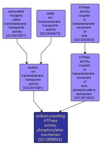 GO:0008554 - sodium-exporting ATPase activity, phosphorylative mechanism (interactive image map)