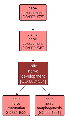 GO:0021554 - optic nerve development (interactive image map)
