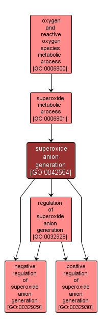 GO:0042554 - superoxide anion generation (interactive image map)