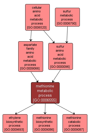 GO:0006555 - methionine metabolic process (interactive image map)