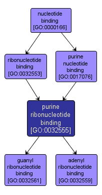 GO:0032555 - purine ribonucleotide binding (interactive image map)