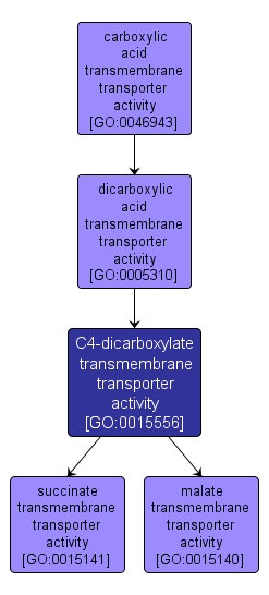 GO:0015556 - C4-dicarboxylate transmembrane transporter activity (interactive image map)