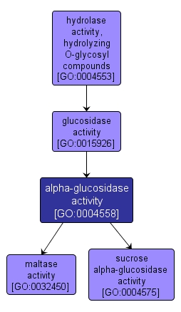 GO:0004558 - alpha-glucosidase activity (interactive image map)