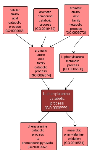 GO:0006559 - L-phenylalanine catabolic process (interactive image map)
