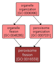 GO:0016559 - peroxisome fission (interactive image map)