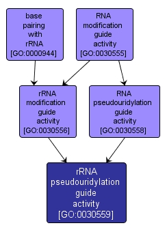 GO:0030559 - rRNA pseudouridylation guide activity (interactive image map)