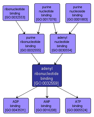 GO:0032559 - adenyl ribonucleotide binding (interactive image map)