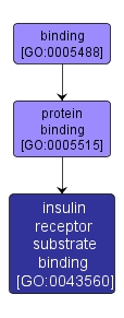 GO:0043560 - insulin receptor substrate binding (interactive image map)