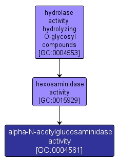 GO:0004561 - alpha-N-acetylglucosaminidase activity (interactive image map)