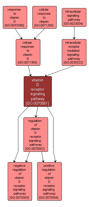 GO:0070561 - vitamin D receptor signaling pathway (interactive image map)