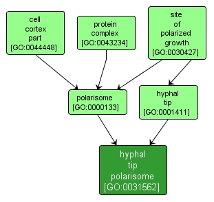 GO:0031562 - hyphal tip polarisome (interactive image map)