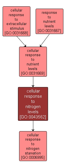 GO:0043562 - cellular response to nitrogen levels (interactive image map)