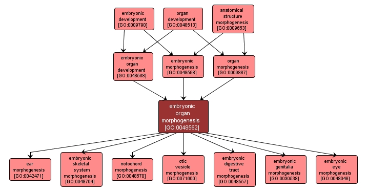 GO:0048562 - embryonic organ morphogenesis (interactive image map)