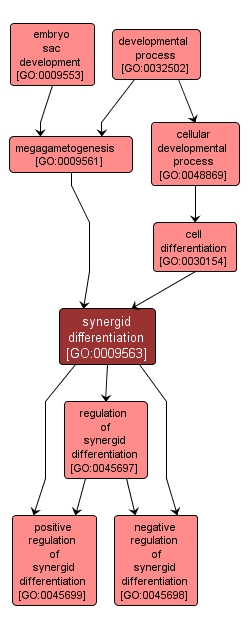 GO:0009563 - synergid differentiation (interactive image map)