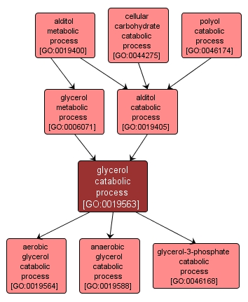 GO:0019563 - glycerol catabolic process (interactive image map)