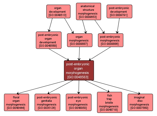 GO:0048563 - post-embryonic organ morphogenesis (interactive image map)