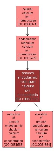 GO:0051563 - smooth endoplasmic reticulum calcium ion homeostasis (interactive image map)