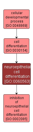 GO:0060563 - neuroepithelial cell differentiation (interactive image map)