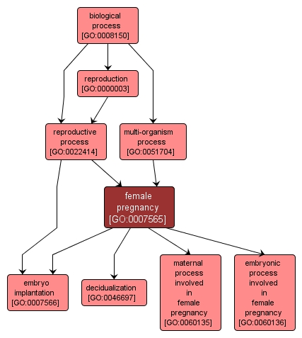 GO:0007565 - female pregnancy (interactive image map)