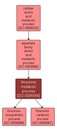 GO:0006566 - threonine metabolic process (interactive image map)