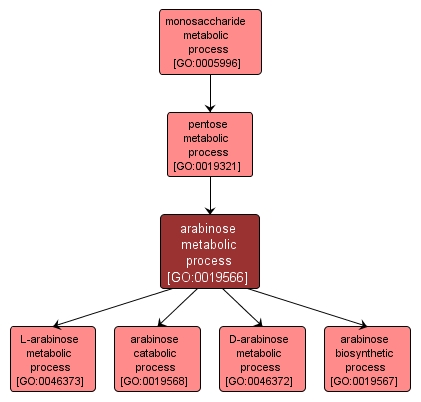 GO:0019566 - arabinose metabolic process (interactive image map)