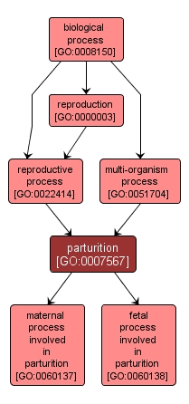 GO:0007567 - parturition (interactive image map)