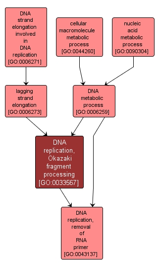 GO:0033567 - DNA replication, Okazaki fragment processing (interactive image map)