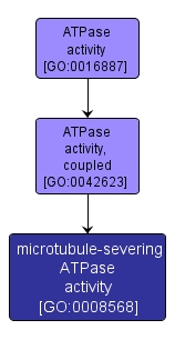 GO:0008568 - microtubule-severing ATPase activity (interactive image map)