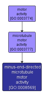 GO:0008569 - minus-end-directed microtubule motor activity (interactive image map)