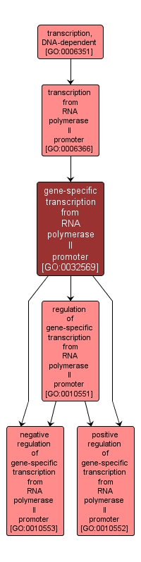 GO:0032569 - gene-specific transcription from RNA polymerase II promoter (interactive image map)