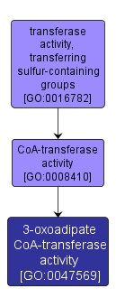 GO:0047569 - 3-oxoadipate CoA-transferase activity (interactive image map)