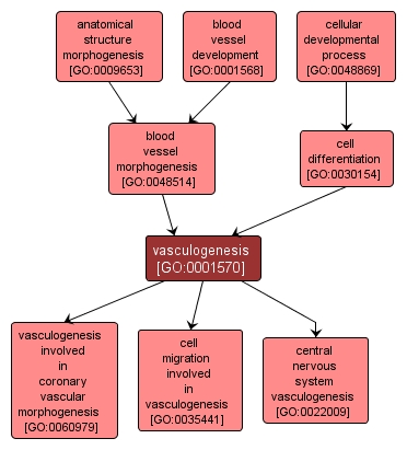 GO:0001570 - vasculogenesis (interactive image map)