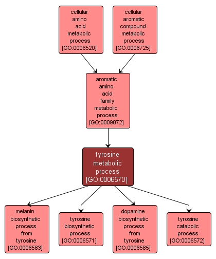 GO:0006570 - tyrosine metabolic process (interactive image map)