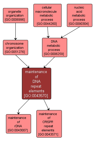 GO:0043570 - maintenance of DNA repeat elements (interactive image map)