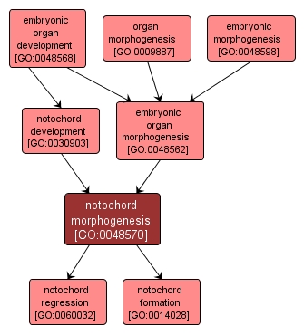 GO:0048570 - notochord morphogenesis (interactive image map)