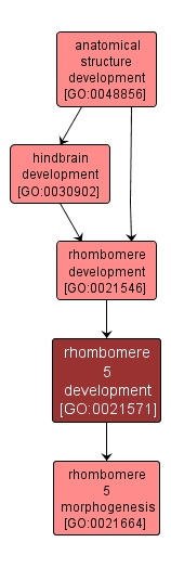 GO:0021571 - rhombomere 5 development (interactive image map)