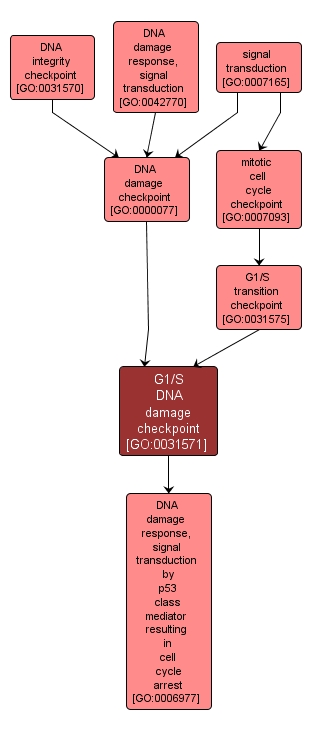 GO:0031571 - G1/S DNA damage checkpoint (interactive image map)