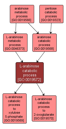 GO:0019572 - L-arabinose catabolic process (interactive image map)