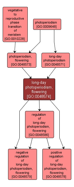 GO:0048574 - long-day photoperiodism, flowering (interactive image map)