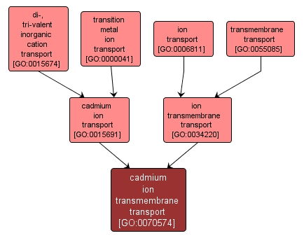 GO:0070574 - cadmium ion transmembrane transport (interactive image map)